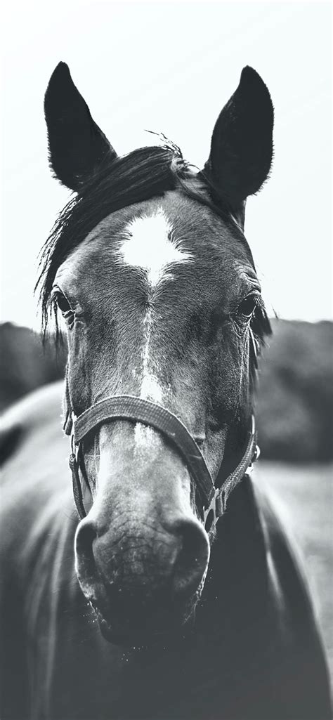 grayscale photography of horse iPhone 12 Wallpapers Free Download