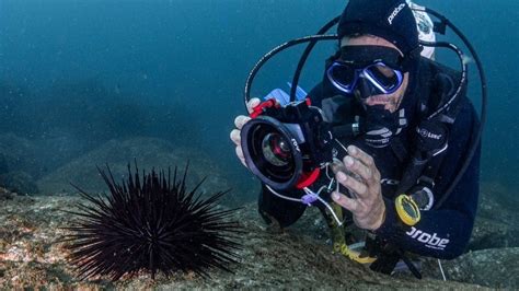 Invasive long spined sea urchins looming large in Tasmania - ABC listen