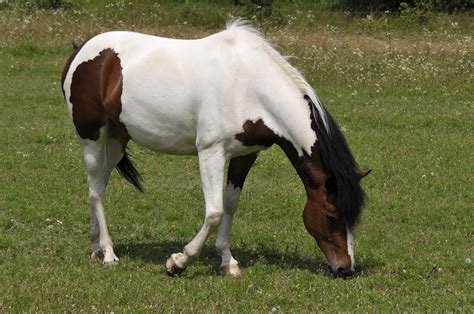 Nature - Equus caballus