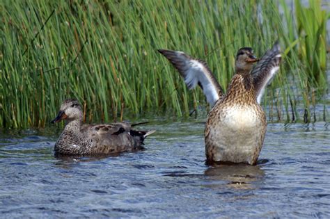 Male and Female Gadwall, Leighton Moss, May 2011 | www.rspb.… | Flickr