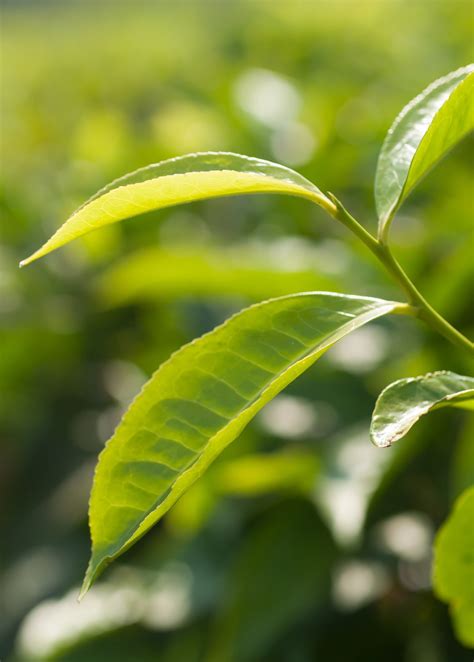 Green Tea (Camellia sinensis) | Grüner tee pflanze, Sträucher, Grüner tee rezepte