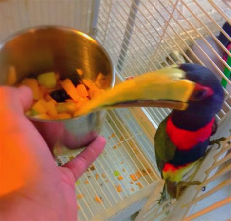 Fertilized Toucan Eggs For sale United States - 1