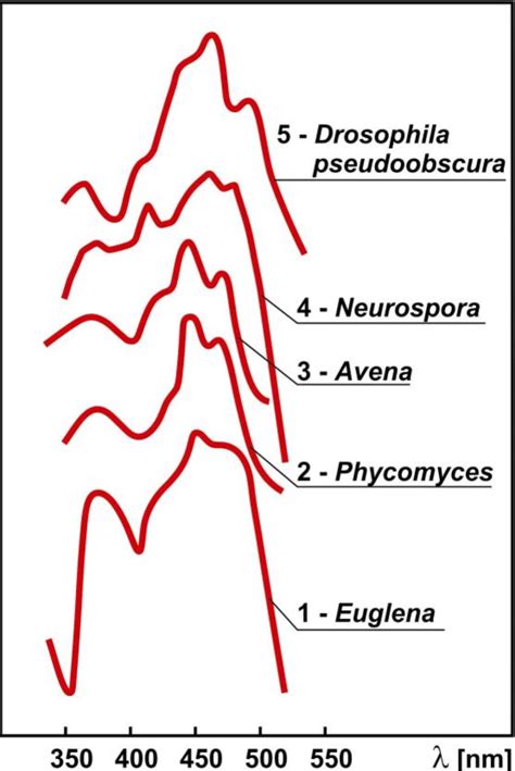 Figure 2 from Review - Flavins as photoreceptors of blue light and their spectroscopic ...