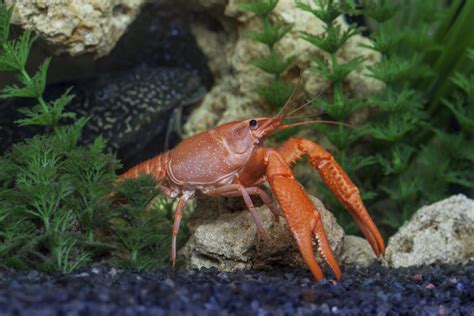 Crayfish Animal Facts AZ Animals, 54% OFF | www.elevate.in