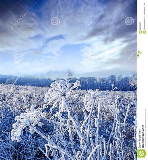 Frozen landscape stock photo. Image of morning, bright - 98348830