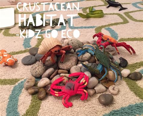 Crustacean Habitat | Crustaceans, Habitats, Ocean life