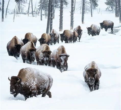 Herd of American bison (Bison bison) in snow For sale as Framed Prints, Photos, Wall Art and ...