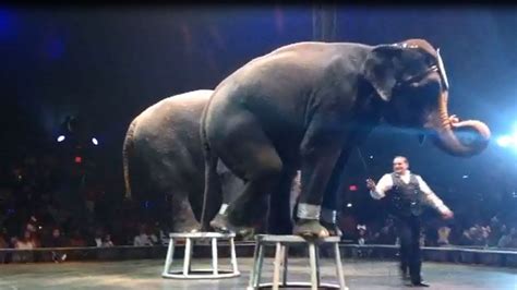 Petition · UNIVERSOUL CIRCUS REMOVE ALL ANIMALS - Canada · Change.org