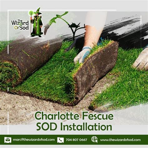 Fescue sod installation in charlotte – Artofit