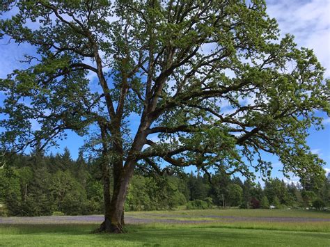 A Guide to Identify Oak Tree by Leaves and Bark - EatHappyProject