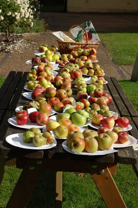 When should you pick apples? - The Orchard Project