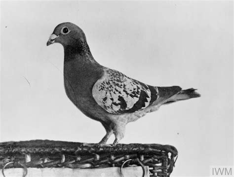 The Incredible Carrier Pigeons of the First World War | IWM