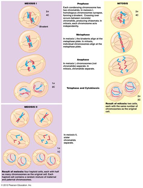 Telophase Mitosis Diagram - Viewing Gallery