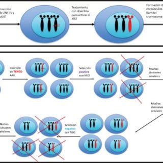 A. Silencing of aneuploid chromosomes by inserting XIST. In trisomic... | Download Scientific ...