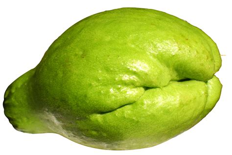 Chayote PNG Images Transparent Free Download