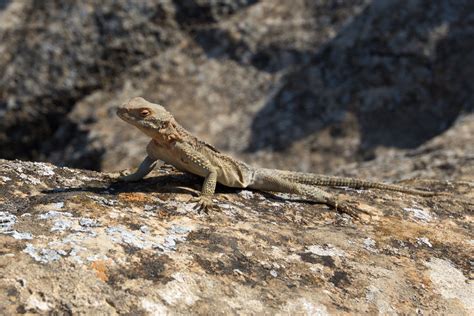 Nature of Azerbaijan - climate, flora and fauna of the region