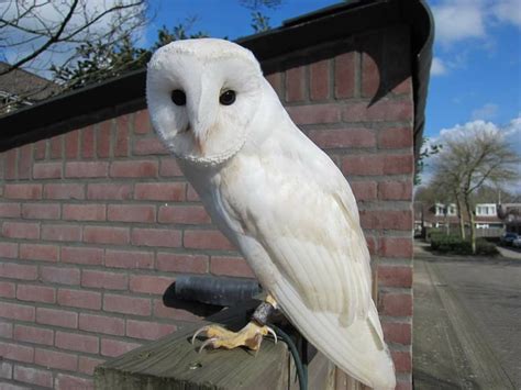 Very rare White owl feathers Hypomelanistic barn owl feathers | Etsy