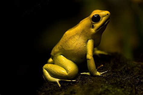 Top Ten: Top 10 Venomous Frogs in the World