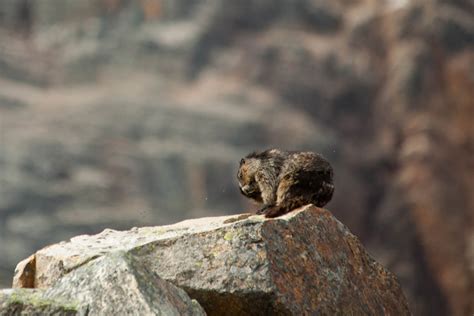 Hoary Marmot | All about Jasper National Park