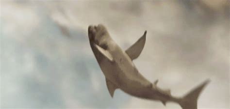 You either have to move to New York or flying sharks are let loose on ...