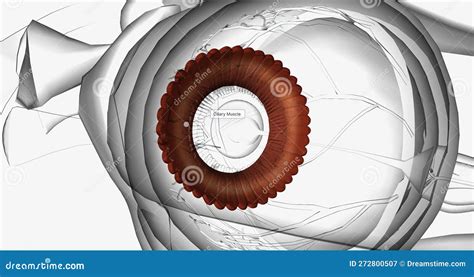 The Ciliary Body Contains Smooth Muscle Fibers Called Ciliary Muscles ...