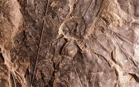 Fossil Wallpapers - Wallpaper Cave