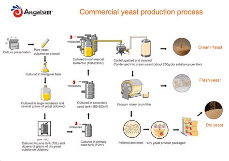 Sugar Production Process