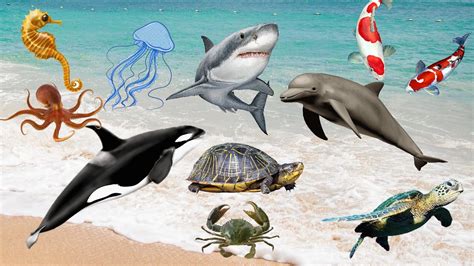 Baby Sea animal moments: turtles,crabs, koi fish, turtles, octopuses, sharks, jellyfish ...