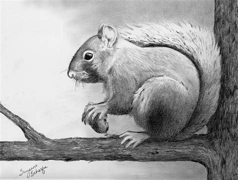 Cool Collections: Pencil Drawings