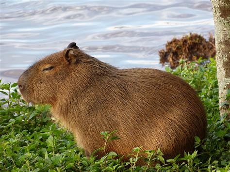 Capybara, nature, animal, puppy, HD wallpaper | Wallpaperbetter