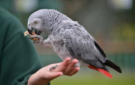 African Grey Parrot Facts, Care as Pets, Pictures and Video