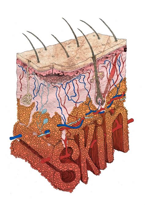 What Is Skin Barrier Function? | Honey Sweetie Acres