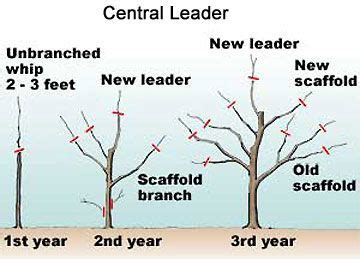 Gardening Tips For Beginners: The correct way to prune an apple tree