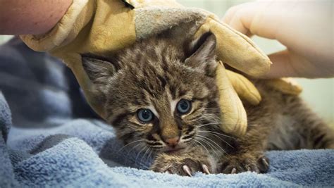 Homeowner takes action to rescue bobcat baby