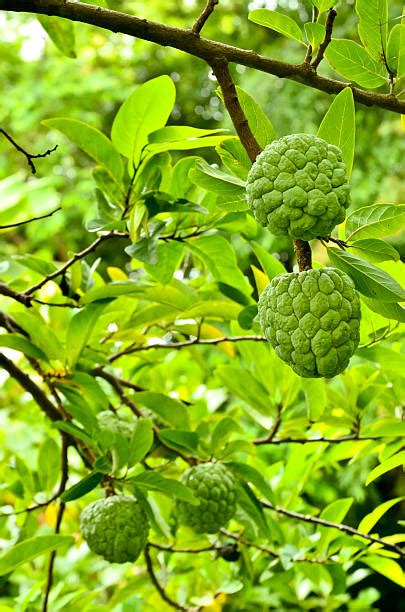 2,200+ Custard Apple Tree Stock Photos, Pictures & Royalty-Free Images - iStock