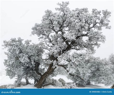 Utah Juniper Tree (Juniperus Osteosperma) in Snow Stock Photo - Image ...