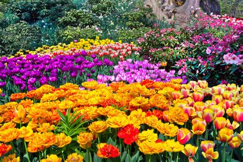 58 Colorful Plants And Flowers For A Stunning Garden Display