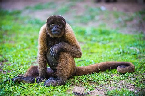 What Animals Live In The Andes Mountains? - WorldAtlas