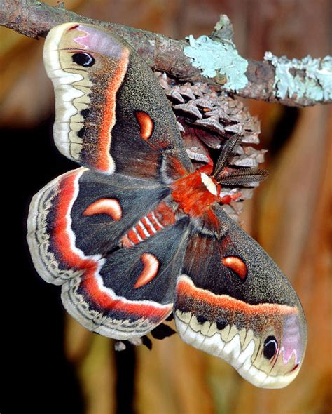 Cecropia Moth Hyalophora Cecropia Photograph by Millard H. Sharp - Fine Art America