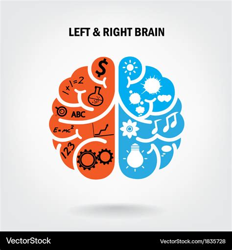 Creative left brain and right brain Royalty Free Vector