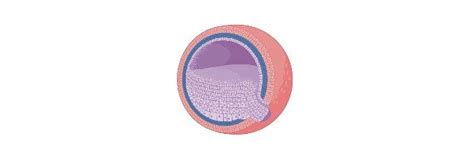 Gastrulation Process