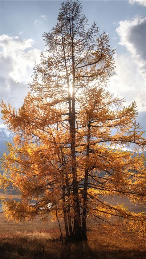 Autumn Tree In Sunlight Clouds Sky Background 4K HD Nature Wallpapers | HD Wallpapers | ID #79012