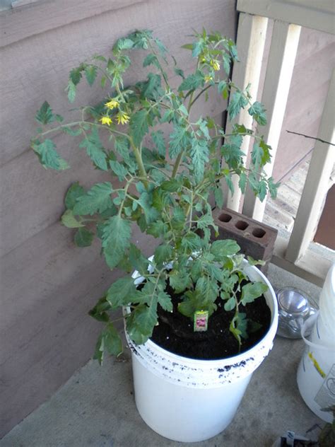 Cherokee purple tomato - Growstuff