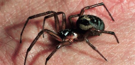 How dangerous are false widow spiders? | Natural History Museum