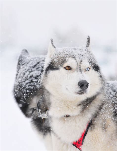 Two sled dog huskys stock image. Image of siberian, polar - 13528269