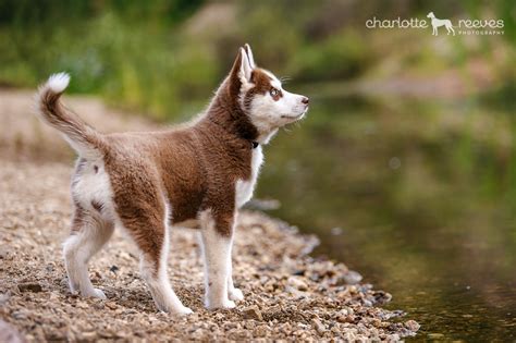 Bare Bones Session ~ Kira the Siberian Husky Puppy — Charlotte Reeves Photography