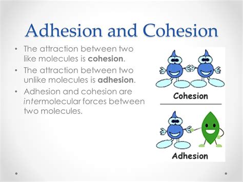 erección Murciélago Hacer las tareas domésticas cohesion and adhesion chemistry cavidad barco ...