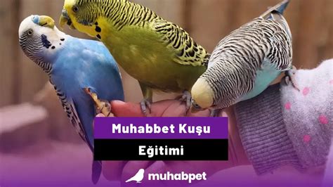 Muhabbet Kuşu Eğitimi - Muhabbet Kuşu Bilgi