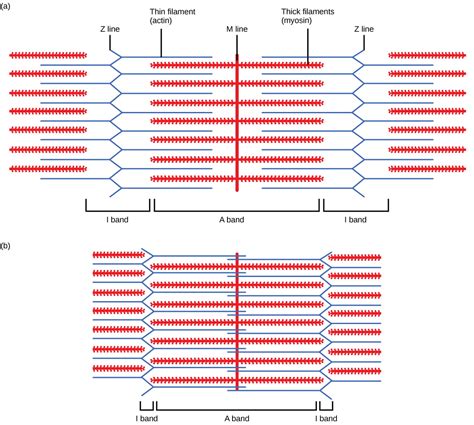 Actin And Myosin Diagram Ncert