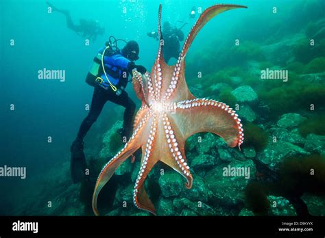 Divers and Giant Pacific Octopus (Enteroctopus dofleini), Sea of Stock Photo: 57602046 - Alamy